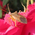 Scarabè sur une rose rouge