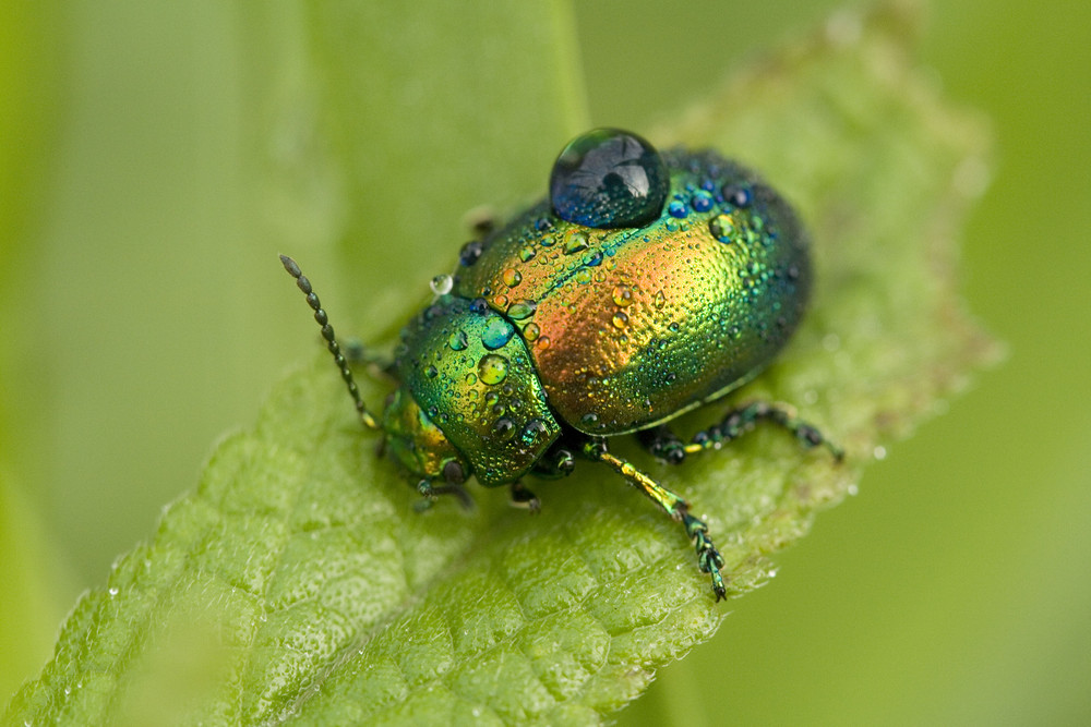 Scarab e photo et image macro nature macro insectes Scarab e photo et image macro nature macro insectes