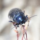 scarabée bleu ( alni d'Agelastica)