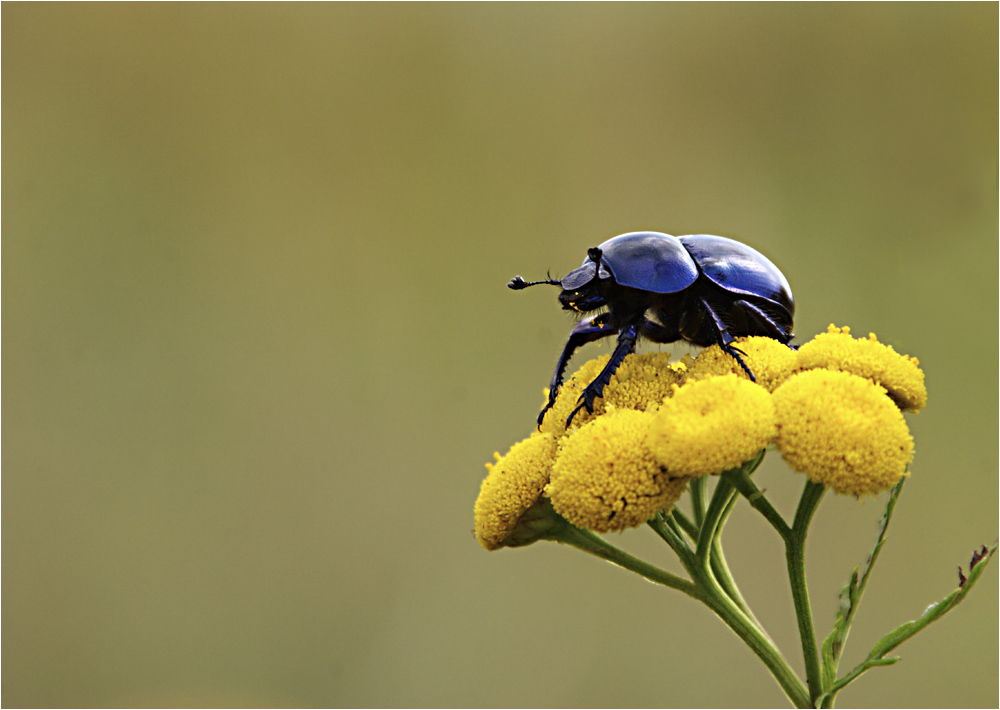 scarabée bleu