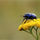 scarabée bleu