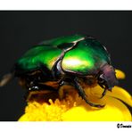 Scarabeo d'oro