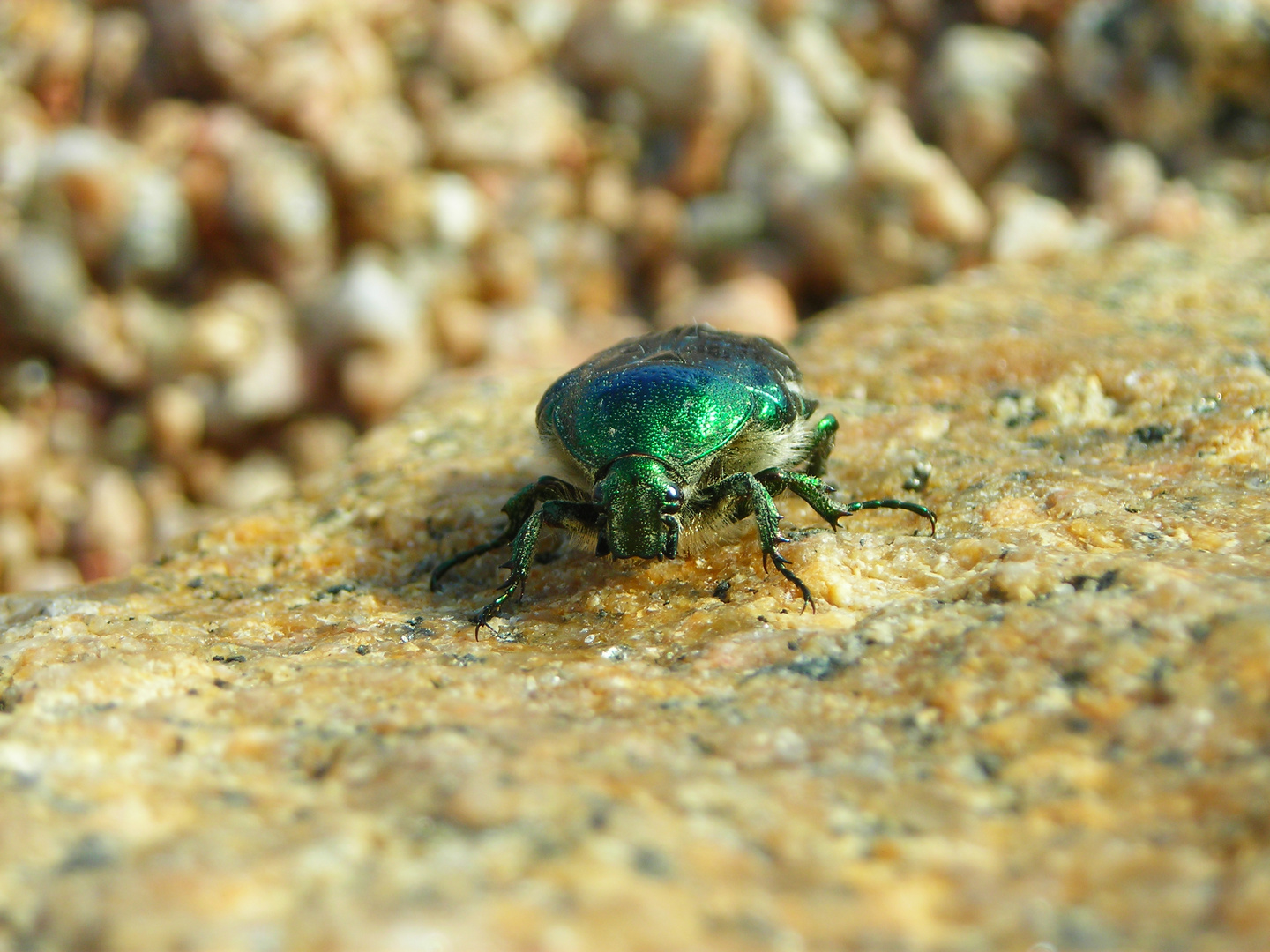 Scarabeo verde