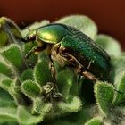 scarabeus - rosenkäfer