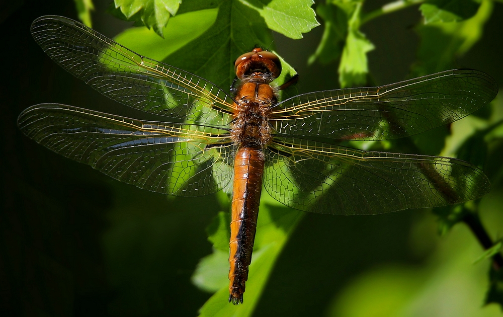 Scarce Chaser (female)