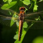 Scarce Chaser (female)