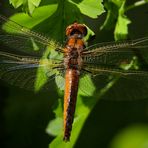 Scarce Chaser (female)