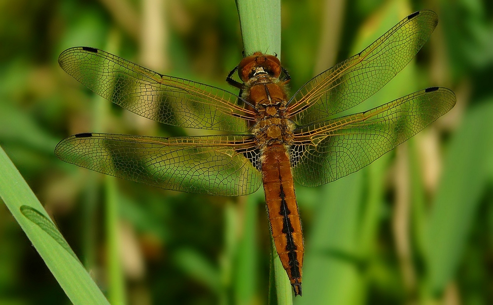 Scarce Chaser (female)