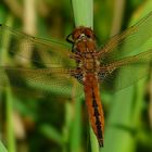 Scarce Chaser (female)