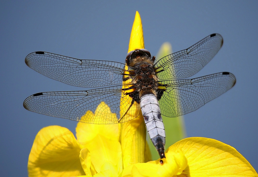 Scarce Chaser (male)