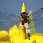 Scarce Chaser (male)