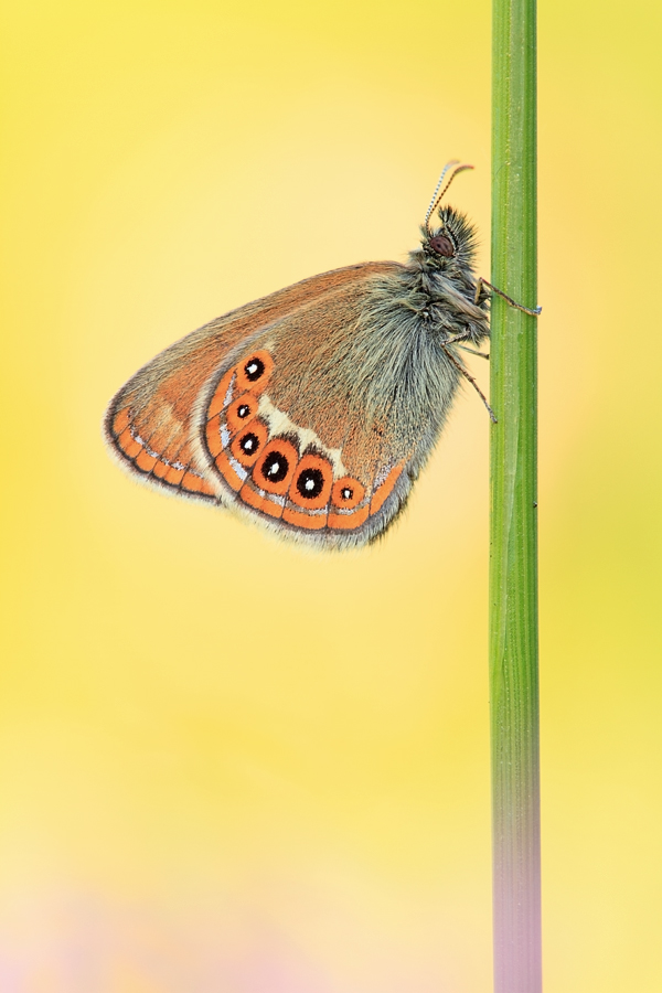 Scarce Heath