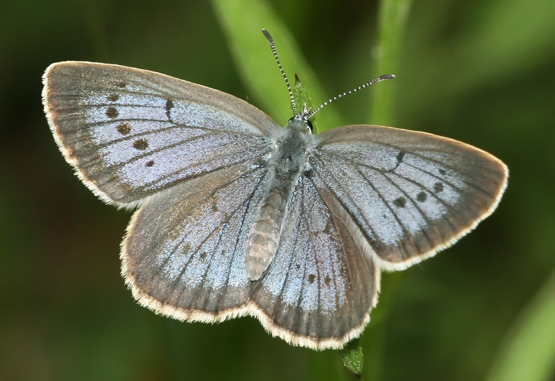 Scarce Large Blue female - Heller Wiesenknopf-Ameisen-Bläuling weibchen - Maculinea teleius