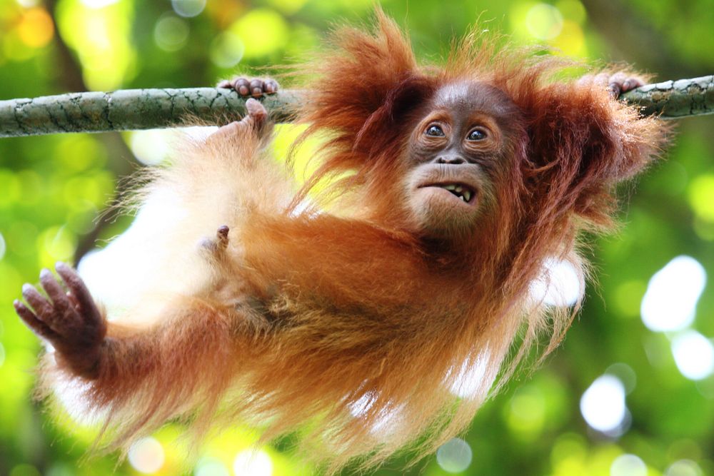 scared Foto & Bild animals, zoos, parks & falconries, mammals Bilder auf