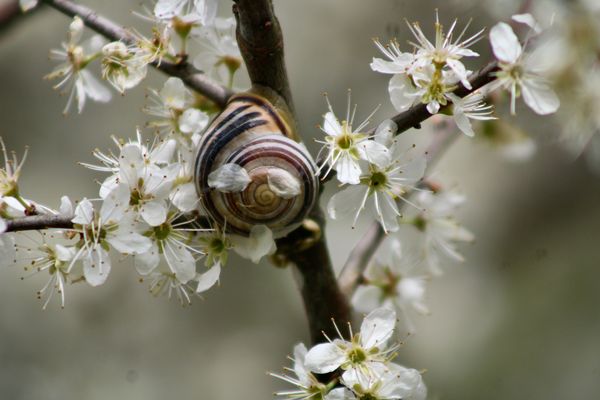 ...Éscargot gourmande !!!...