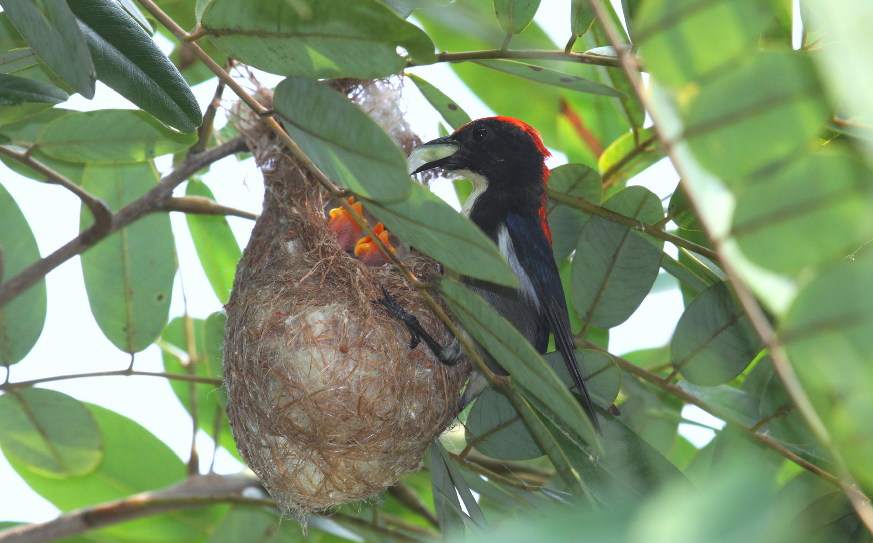 Scarled-Backed Flowerpecker