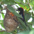 Scarled-Backed Flowerpecker