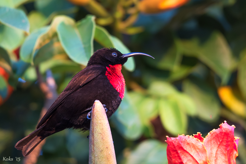 Scarlet-chested Sunbird