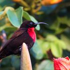 Scarlet-chested Sunbird