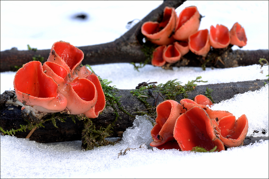 Scarlet Cups