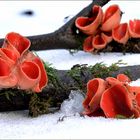 Scarlet Cups