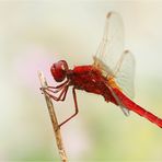 ~ scarlet dragonfly ~