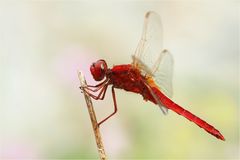 ~ scarlet dragonfly ~