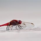 Scarlet dragonfly