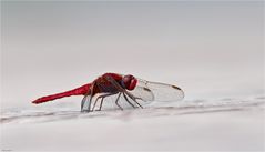 Scarlet dragonfly