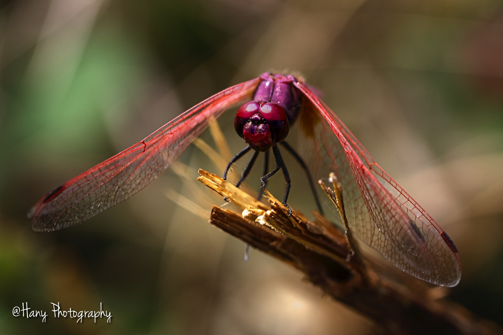 Scarlet Dragonfly "La Libellule écarlate"