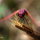 Scarlet Dragonfly "La Libellule écarlate"