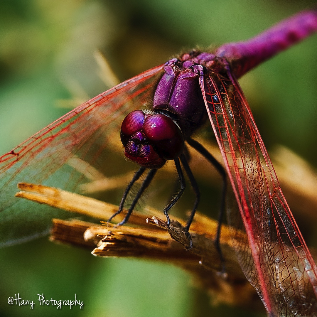 Scarlet Dragonfly "La Libellule écarlate"