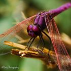 Scarlet Dragonfly "La Libellule écarlate"