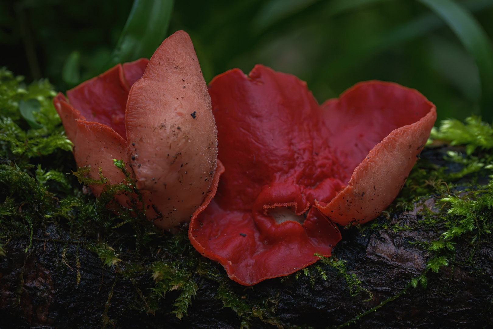 Scarlet Elf Cup