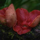 Scarlet Elf Cup