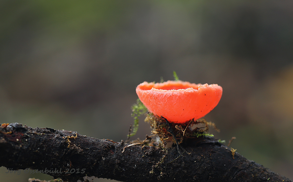 scarlet elf cup