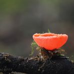 scarlet elf cup