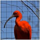 Scarlet Ibis