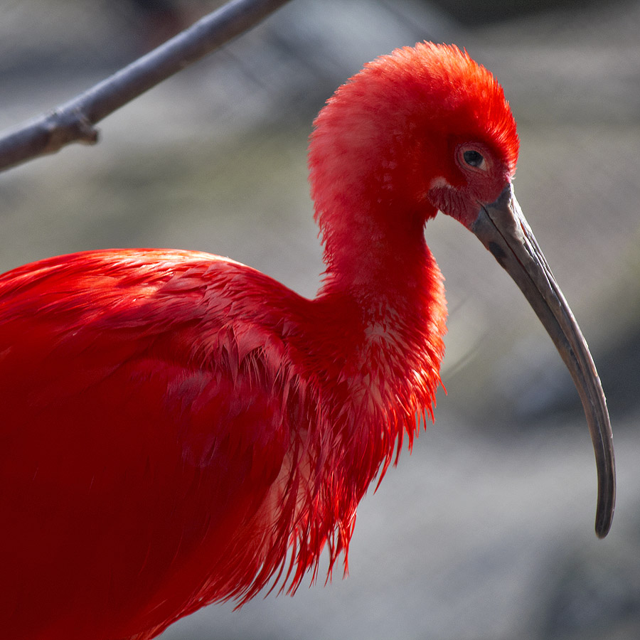 Scarlet Ibis