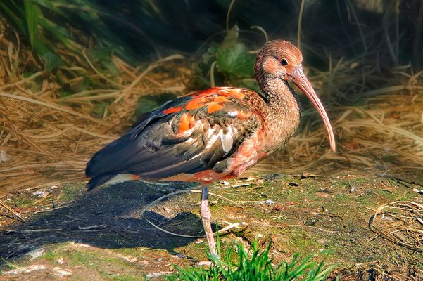 Scarlet Ibis - Scharlachsichler