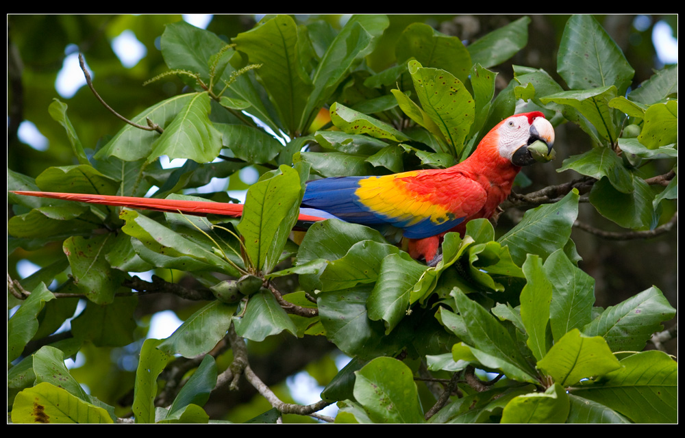 ~ Scarlet macaw ~