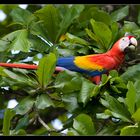 ~ Scarlet macaw ~