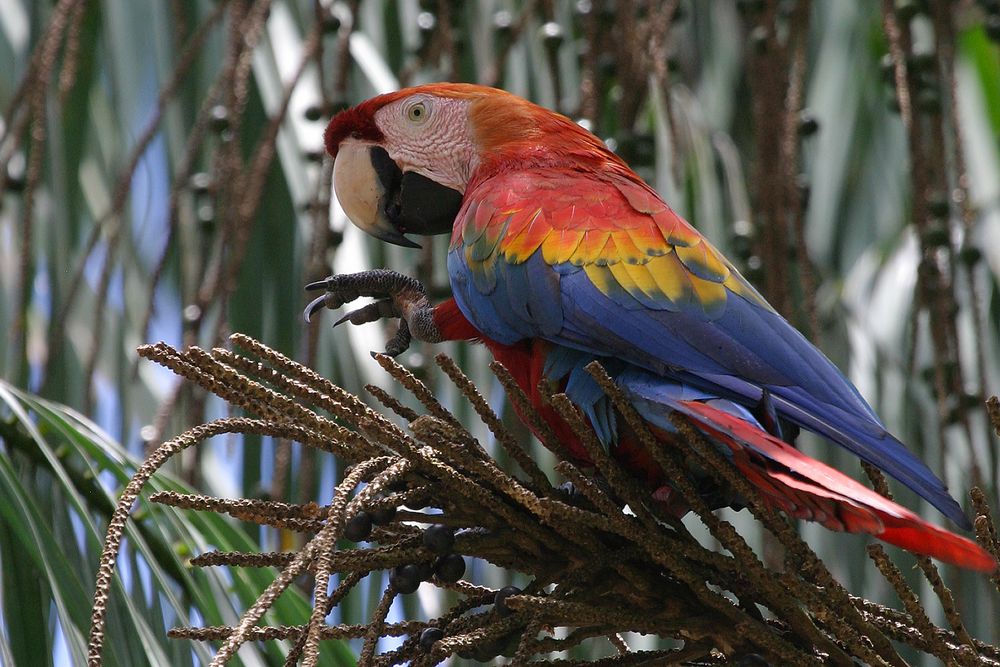 Scarlet Macaw (Ara macao)