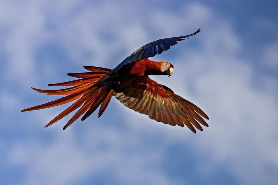 Scarlet Macaw