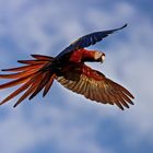 Scarlet Macaw