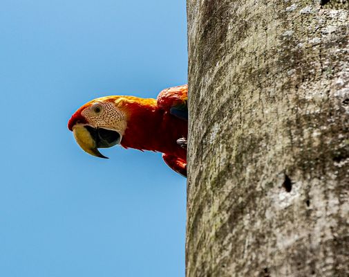 Scarlet Macaw.                                DSC_0368