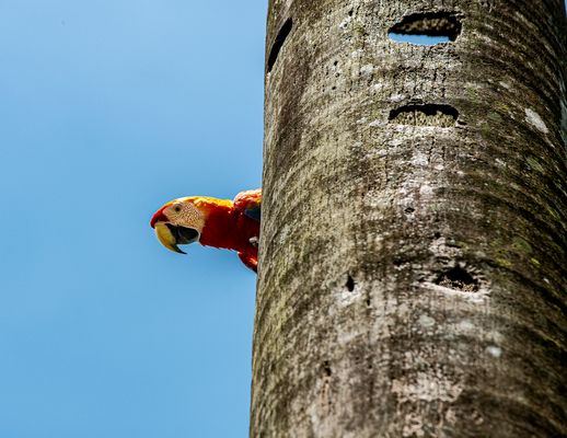 Scarlet Macaw.                           DSC_0370