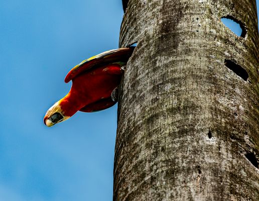 Scarlet Macaw.                                  DSC_0372
