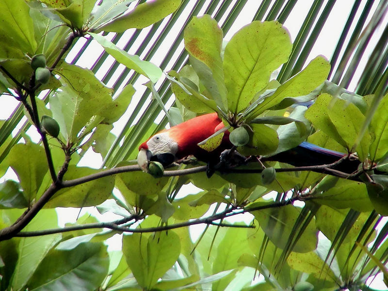 Scarlet Macaw