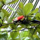 Scarlet Macaw